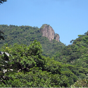 Floresta da Tijuca