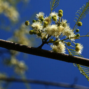 flores de angico-preto