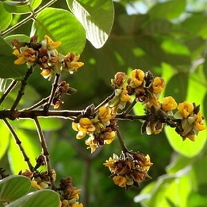 flores e folhas de araribá