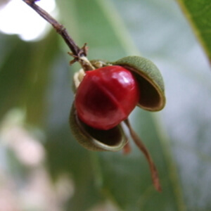 fruto e semente de caixeta-branca