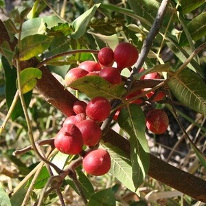 Fruto de canjerana