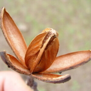 fruto de cedro-do-brejo