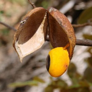 fruto e semente de copaíba