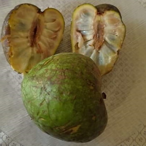 fruto aberto de coração-de-boi