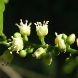 frutos de fruta-de-faraó