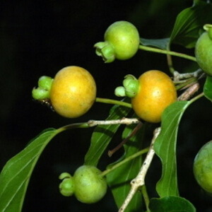 fruto de gabiroba