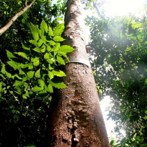 tronco e folhas de garapa