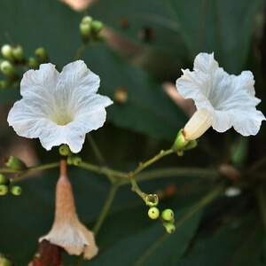 flores de grão-de-galo