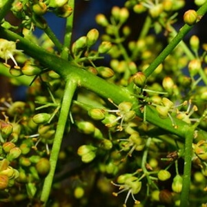 frutos e flores de guaritá