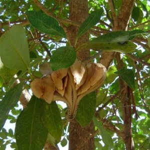 frutos e folhas de guatambu-branco