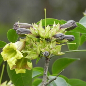 flores de Ipê-verde