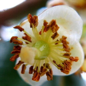 flor de guanandi