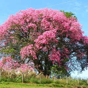 árvore de paineira