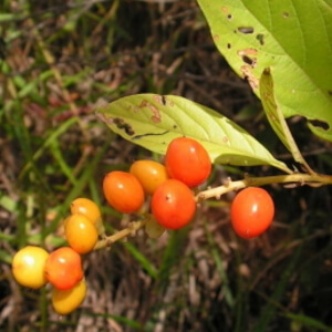 frutos de pau-viola