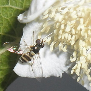 flores de sete-capote e abelha