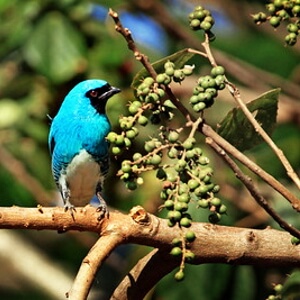 frutos de tapiá e ave