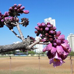 flores de ipê-roxo-de-bolo