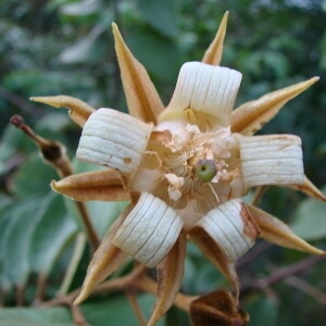 flor de açoita-cavalo-graúdo