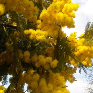 flores de alecrim-da-beira-do-rio