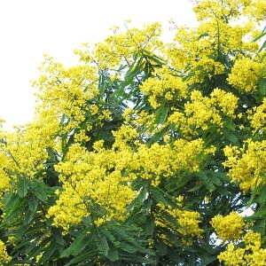 flores de aleluia