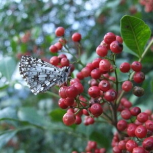 frutos de aroeira-pimenteira e borboleta