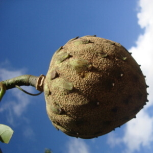 fruto de baguaçú