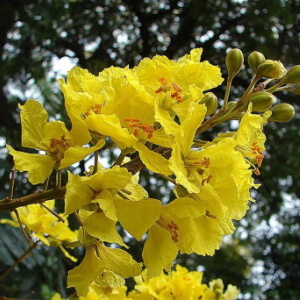 flores de canafístula