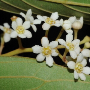 flores de canela-amarela