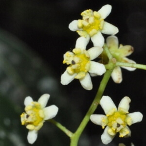 flores de canela-batalha