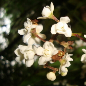 flores de canela-branca