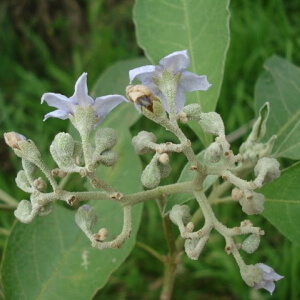 flores e folhas de couvetinga