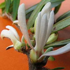 flor de embira