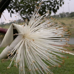 flor de embiruçu