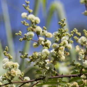 flores de espinheiro-preto