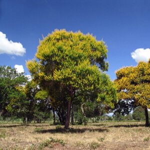 árvore de fruta-de-tucano