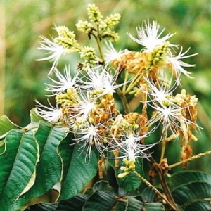 flores de ingá-de-metro