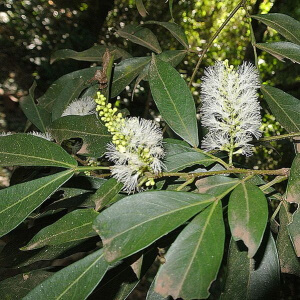 flor e folhas de ingá-feijão