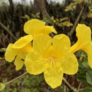 flores de ipê-amarelo-do-brejo
