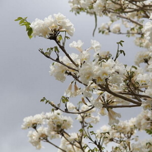 flores de ipê-branco