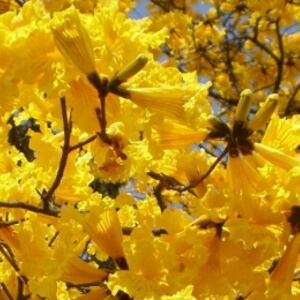 flores de ipê-dourado