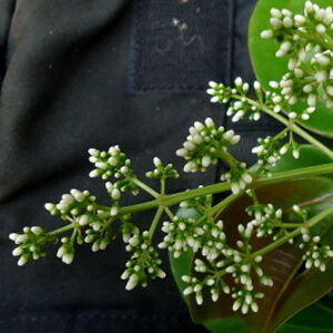 flores de jacatirão