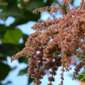 flores de jangada-brava