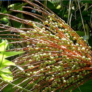 cacho e frutos de juçara