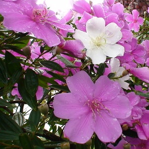 flores de manacá-da-serra