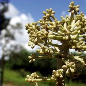 flores de mandioqueira-amarela