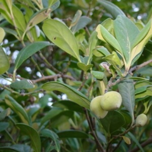 fruto de mangue-amarelo