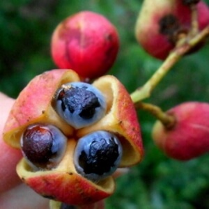 fruto e sementes de mataíba