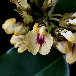 flores de pau-sangue