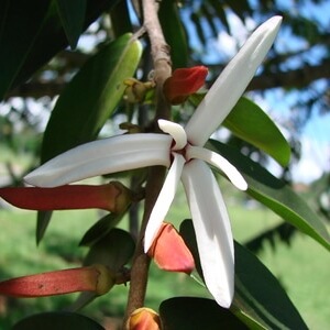 flor de pimenta-de-macaco