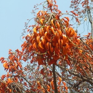 flores de suinã